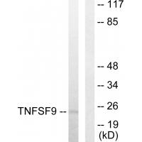 Anti-TNFSF9 Antibody