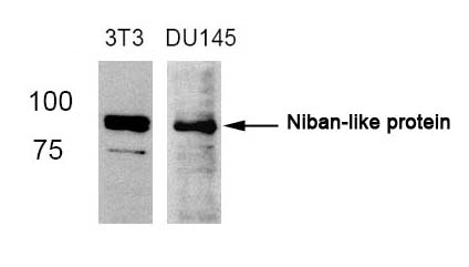 Anti-Niban-like protein (Ab-712) Antibody