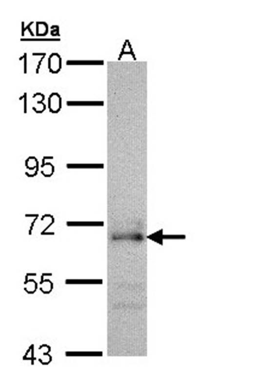 Anti-CDC45L Antibody