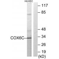 Anti-COX6C Antibody