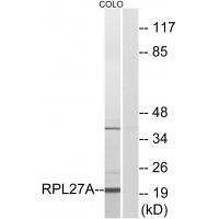 Anti-RPL27A Antibody
