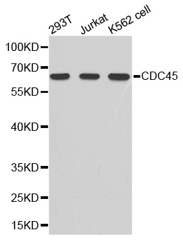 Anti-cdc45 Antibody