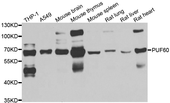 Anti-PUF60 Antibody