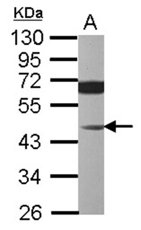 Anti-JNK1 Antibody