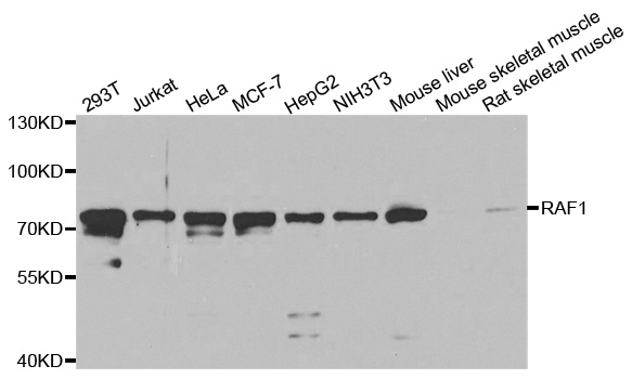 Anti-RAF1 Antibody