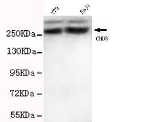 Anti-CHD3 Antibody