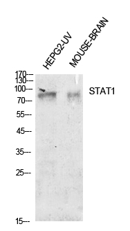 Anti-Stat1 Antibody