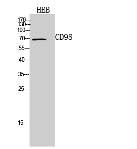 Anti-CD98 Antibody