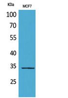 Anti-MAPK Organizer 1 Antibody