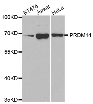 Anti-PRDM14 Antibody