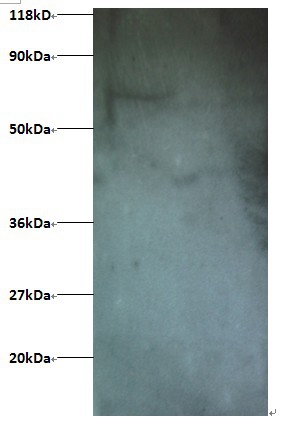 Anti-Interferon-induced transmembrane protein 1 Antibody