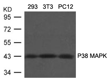 Anti-P38 MAPK (Ab-180 / 182) Antibody