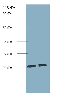 Anti-ADP-ribosylation factor-like protein 2 Antibody