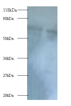 Anti-Polycomb complex protein BMI-1 Antibody