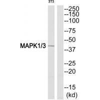 Anti-MAPK1 / 3 (Ab-205 / 222) Antibody