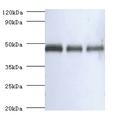 Anti-Ovalbumin Antibody