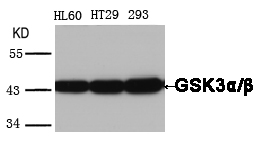 Anti-GSK3alpha / beta (Ab-279 / 216) Antibody