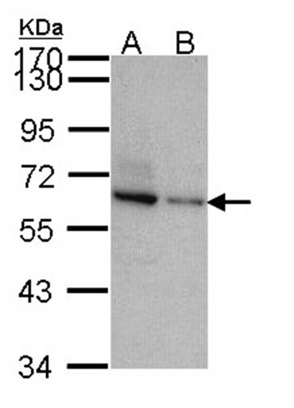 Anti-TOM1-like protein 2 Antibody