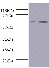 Anti-Bone morphogenetic protein 3 Antibody