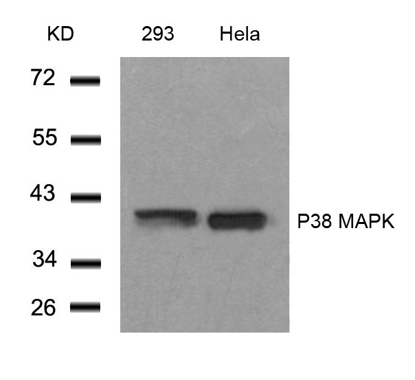 Anti-P38 MAPK (Ab-182) Antibody