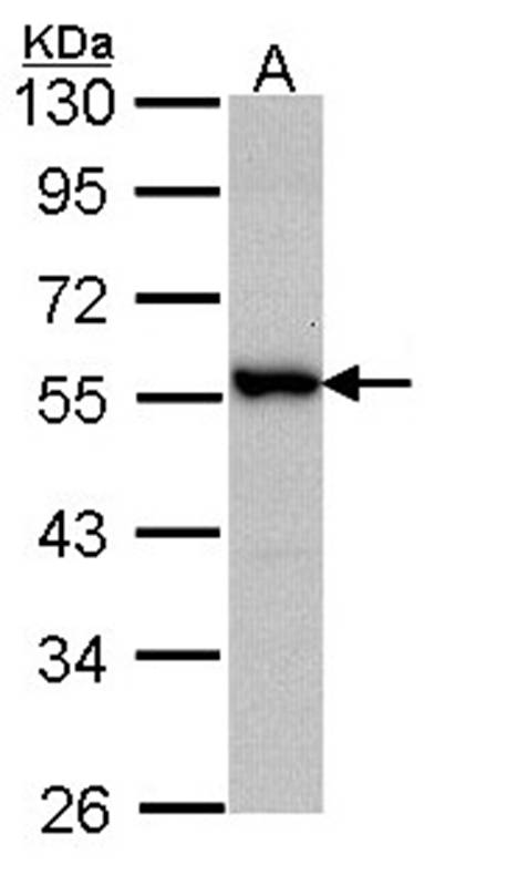 Anti-Docking protein 3 Antibody