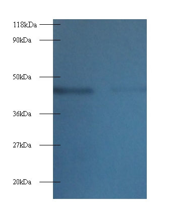 Anti-Tetratricopeptide repeat protein 1 Antibody