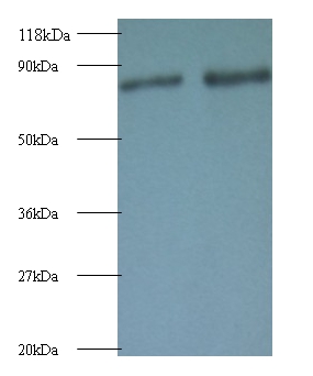 Anti-Ras-related protein Rab-1A Antibody