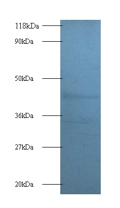 Anti-Death-associated protein 1 Antibody