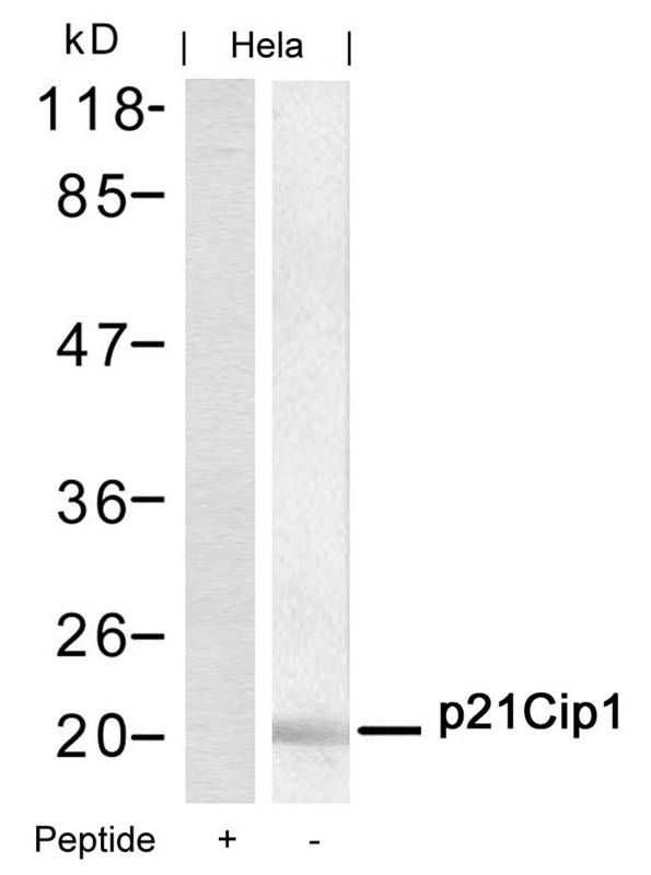Anti-p21Cip1 (Ab-145) Antibody