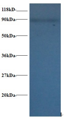 Anti-60S ribosomal protein L38 Antibody