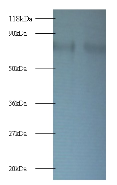 Anti-40S ribosomal protein S10 Antibody