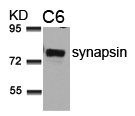 Anti-synapsin (Ab-9) Antibody