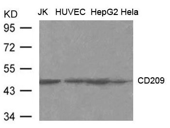 Anti-CD209 (DC-SIGN) Antibody