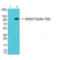 Anti-HDAC7A (Ab-155) Antibody