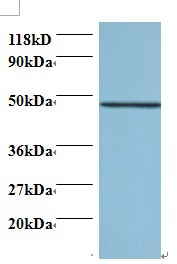 Anti-Protein canopy homolog 2 Antibody