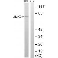 Anti-LIMK2 (Ab-283) Antibody