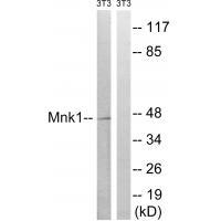 Anti-Mnk1 (Ab-385) Antibody