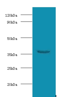 Anti-WD repeat-containing protein 54 Antibody