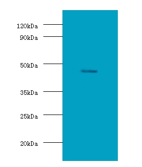 Anti-Protein delta homolog 1 Antibody