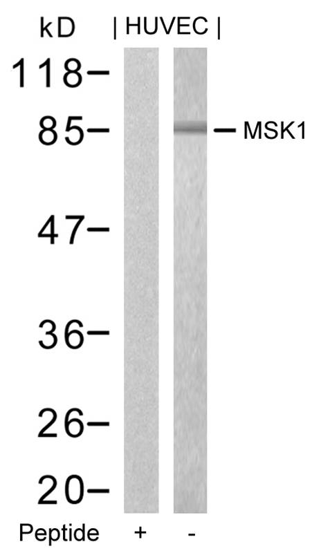 Anti-MSK1 (Ab-376) Antibody