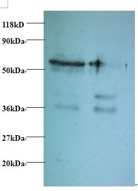 Anti-Tax1-binding protein 3 Antibody