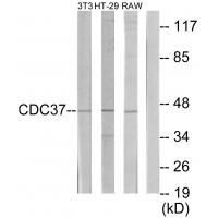 Anti-p50 CDC37 Antibody
