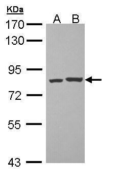 Anti-PKC theta Antibody