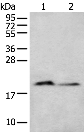 Anti-KRTAP11-1 Antibody