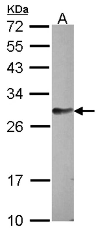 Anti-hypothetical protein LOC159090 Antibody