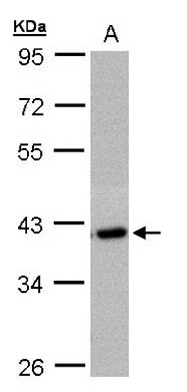 Anti-hypothetical protein LOC27013 Antibody