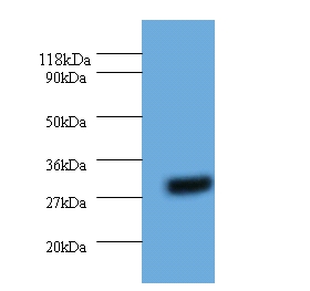 Anti-14-3-3 protein eta Antibody