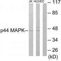 Anti-p44 MAPK Antibody