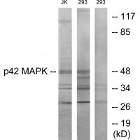 Anti-p42 MAPK Antibody