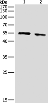 Anti-pan-AKT Antibody